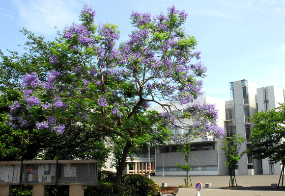 桜・ジャカランダ開花情報